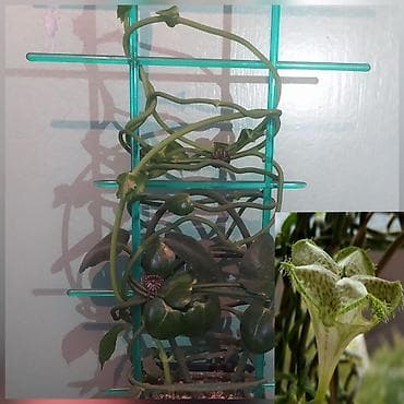 Продаю цветы — 5