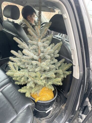 саженцы клен: Продаются елки🌿🌲 От 1м до 3,5м. С хорошим комом. Идеально подойдет для — 4