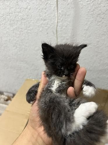 Продажа кошек: Котята, помёт разноокрашенный. - Возраст: примерно 4–6 недель (на — 2