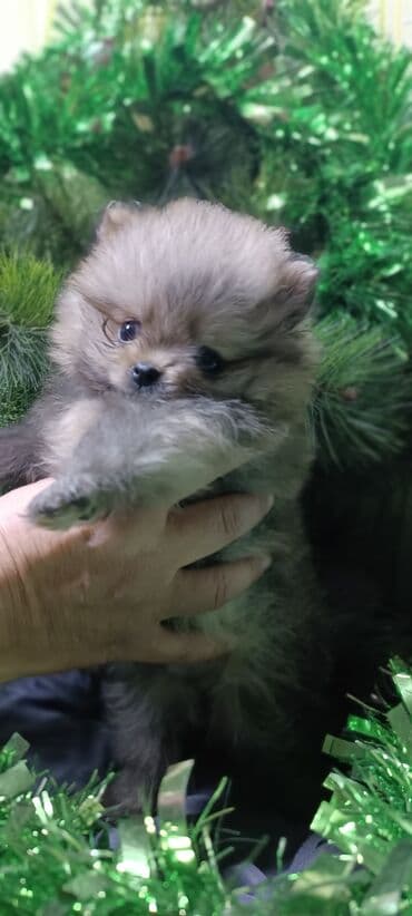 миска для животных: Шпиц, 1 месяц, Самец — 1