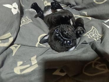 Башка жаныбарлар: Щенок породы мопс - Окрас: светло-бежевый (палевый) с черной маской — 5