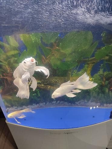 карп кои: Белые вуалевые кои (батерфляй) — декоративные рыбы с длинными — 6