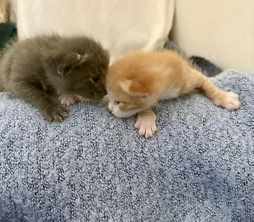 үй жаныбарлары: Ищем хозяина для молодой кошки и котят. Сима, молодая кошка — 2