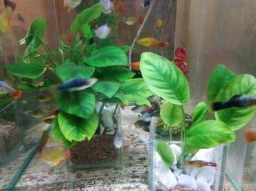 форель купить в бишкеке: Анубиасы. Гигантские анубиасы. Аквариумные растения. Есть и другие — 7