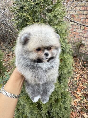 Шпиц, 1 месяц, Самец, С родословной