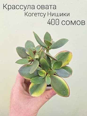 цветы комнатные оптом: • Комнатные растения (укоренённые черенки/детки/молодые — 7