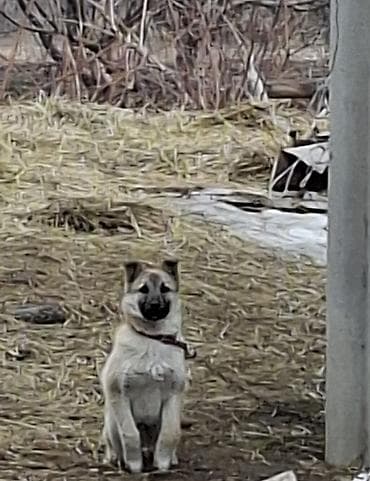 продаю лабрадора: Щенок (похож на метиса средних пород): компактный, крепкий, с короткой — 2