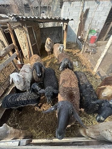 шпиц собака цена бишкек: Продаю | Овца (самка) | Для разведения | Племенные — 3