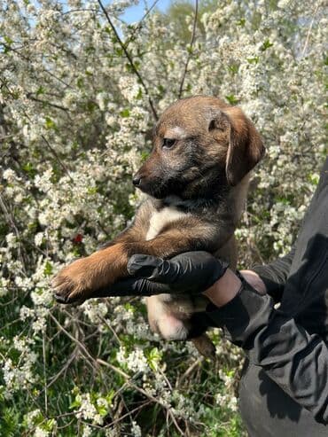 домик для собаки уличный: Ищем дом замечательной девочке. Привита,обработана. Привезём сами при — 2
