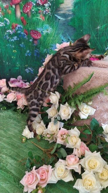 купить породистых котят: Привет друзья. красивейший новый помет бенгальских котят. сейчас нам — 16