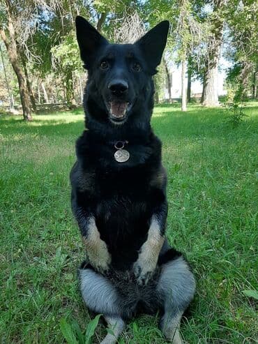 помои для собак: Выгул собак писать в вотсап у вас нет времени обеспечивать активные — 2