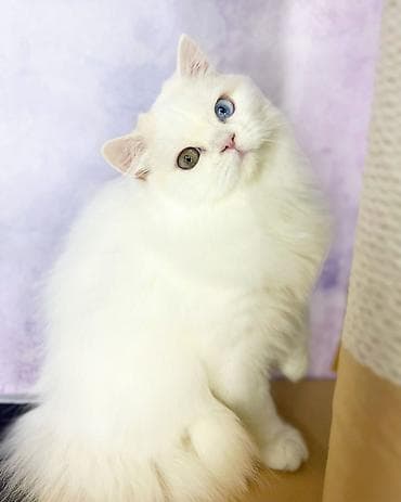 продажа вислоухих шотландских котят: Продаются два мальчика в связи завершение племенной работы окрас — 2