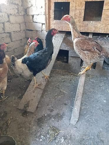 тушка бройлера цена: Продаю | Куры | Бойцовая | Для разведения — 2