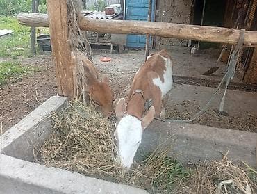 быки в канте: Продаю | Бык (самец) | На откорм | Привязанные — 4