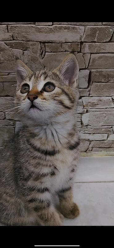 где можно взять кошку: Котёнку 2 месяца, к лотку приучена. Кушает корм, чистая, игривая — 2