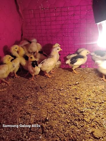 личинка карпа: Продаю | Цыплята | Бройлерная | На забой — 3