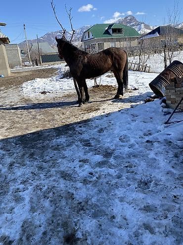 арашан ко: Сатам | Жылкы (эркек) | Жумушка — 3