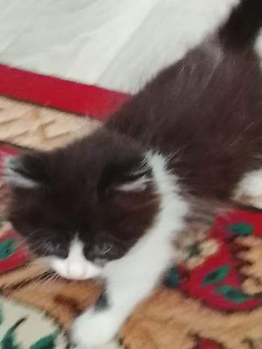 Котята, домашние, ласковые и игривые. Дата выпуска 13 апреля at lalafo.kg Котята, домашние, ласковые и игривые. Дата выпуска 13 апреля
