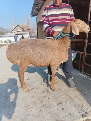 tuxedo порода кошек цена: Продаю | Овца (самка) | Арашан | Для разведения | Ярка — 8