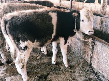 продам бу оборудование для птицефабрики: Продаю | Бык (самец) | Швицкая, Симментальская, Аулиекольская | На откорм — 18