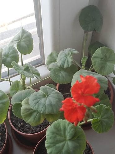 Герандар жана пеларгониялар: Комнатные растения в горшках: - Пеларгония (герань) с ярко‑красными — 1