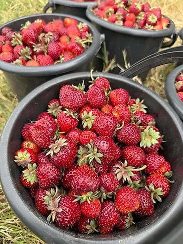 продаю малина: Клубника — 6
