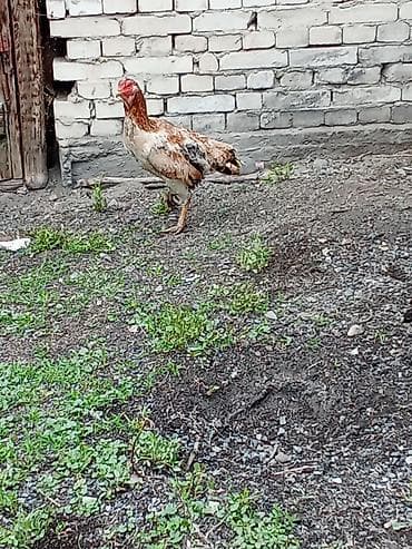 цеплята несушки: Продаю | Куры | Дакан | Для разведения — 1