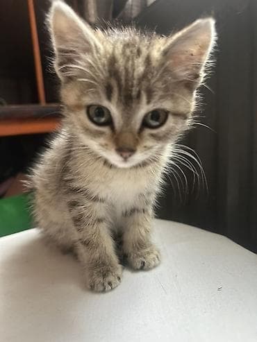 подвеска кошка: Кошка даром: Беспородная, 2 месяца, Девочка, Приучена к лотку — 6
