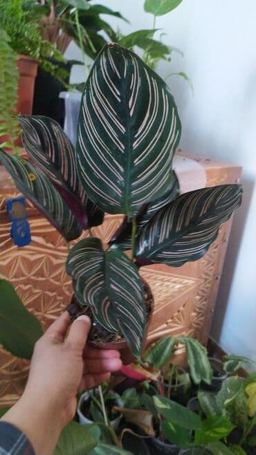 декорации для аквариума: Фикус, бугенвелии, аглаонемы, калатеи, Сансивьера, диффенбахия — 3