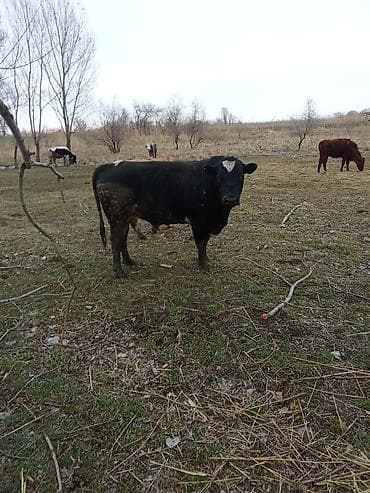 продам курей: Продаю | Бык (самец) | Для разведения | Племенные — 2