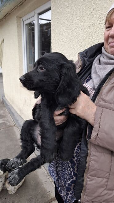 акустические системы optima колонка в виде собак: Продаются щенки русского спаниеля Родились 24 сентября Прививка уже — 1