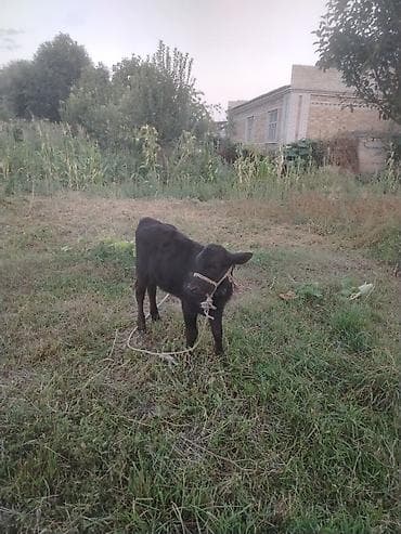 купить корову швицкой породы: Продаю | Бык (самец), Музоо, торпок | Алатауская | На откорм, Для разведения | Привязанные — 10