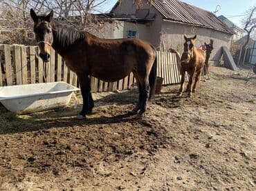 сколько стоит корова дойная: Продаю | Кобыла (самка) | Рабочий | Мерин — 5