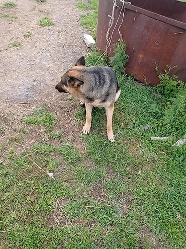 бельгийская кошка цена: Бельгийский Жана немецкий овчарка Экоотен мал айдайт. Бельгийский — 10