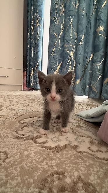 Отдам даром кошку: Кошка даром: Беспородная, 1 месяц, Мальчик, Приучена к лотку, Проглистована — 1