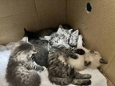 Продажа кошек: Котята, помёт разноокрашенный. - Возраст: примерно 4–6 недель (на — 8