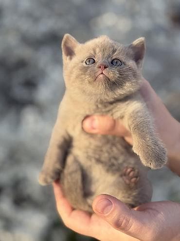 кошка шотландская вислоухая цена: Скотиш Страйт (Шотландская прямоухая), 1 месяц, Девочка, Приучена к лотку, Проглистована — 4