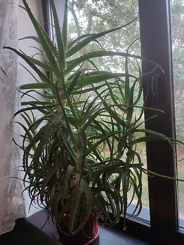 Комнатные растения: Алоэ (Aloe arborescens), взрослое комнатное растение в горшке — 1
