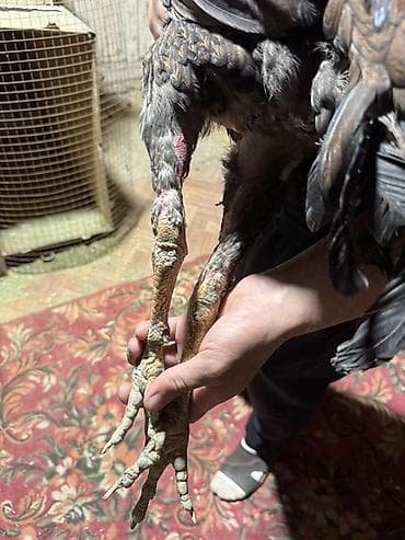 купить попугая в чехии: Продаю | Петух | Бойцовая | Для разведения — 7