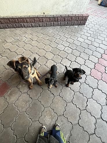 отпугиватель для собак: 🐕 ДРЕССИРОВКА СОБАК | ГАРАНТИЯ РЕЗУЛЬТАТА Хотите воспитанного и — 10