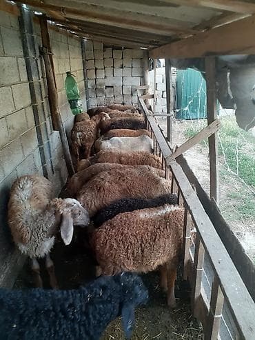 пчело матка: Продаю | Ягненок — 1