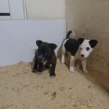 купить корову швицкой породы: 2 месяца, Самец — 2