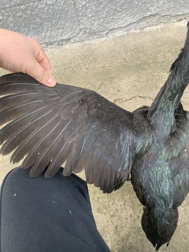 продаю породистых коров: Продаю | Куры, Петух | Дакан | Для разведения, Несушки, Для боев — 6