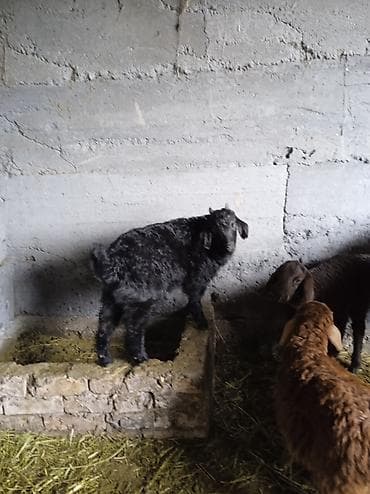 купить бенгальскую кошку: Продаю | Овца (самка) | Для разведения | Матка — 5