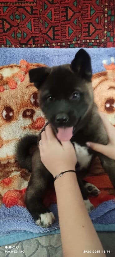 купить собаку акита ину: 3 месяца, Самец — 6