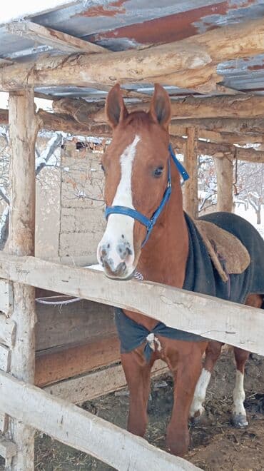 Кемирүүчүлөр: Сатам | Жылкы (эркек) | Дончак | Ат спорту | Асыл тукумдуу — 7