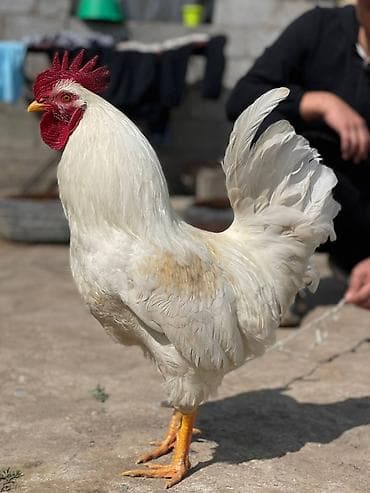 карлик сибрайт: Продаю | Петух | Для разведения — 3