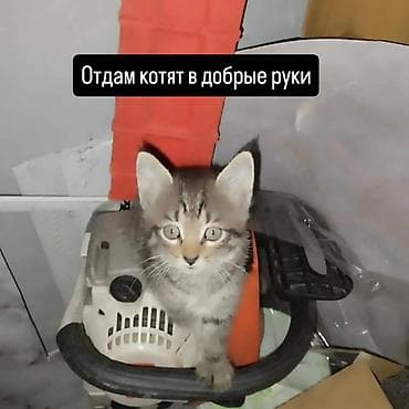 манчкин коты: Отдам котят в добрые руки. Очаровательные полосатые малыши с — 1