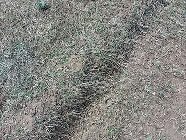 услуги электрика сантехник плотник: Услуги: бороздование/нарезка поливочных канавок и уход за молодым — 2