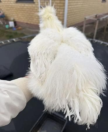 ломан браун куры: Продаю | Куры, Петух — 2